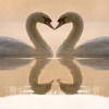 echotolove